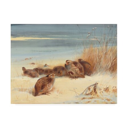 Trademark Fine Art Archibald Thorburn 'Partridge on a frosty morning, 1903' Canvas Art, 18x24 BL02612-C1824GG